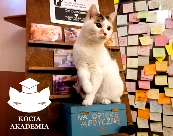 Fundacja Kocia Akademia Kraków Fundacja Kocia Akademia Kraków
