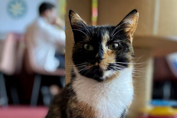 Kocia Kawiarnia Brawurka Kocia Kawiarnia Brawurka