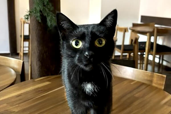 Kocia Kawiarnia Espresso Kocia Kawiarnia Espresso