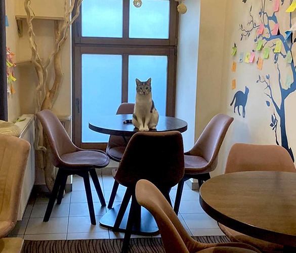 Kocia Kawiarnia Lubicz Kraków Kocia Kawiarnia Lubicz Kraków