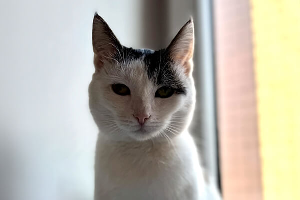 Kocia Kawiarnia Ricottka Kocia Kawiarnia Ricottka