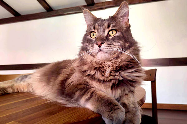 Kocia Kawiarnia Szafran Kocia Kawiarnia Szafran