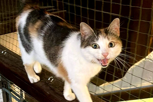 Kocia Kawiarnia Tiramisu Kocia Kawiarnia Tiramisu